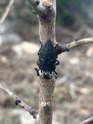 Flat-headed Root-borer