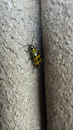 Spotted Cucumber Beetle