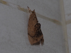 Crocidolomia subhirsutalis