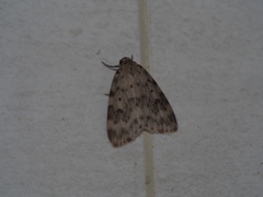 Parasiccia punctilinea