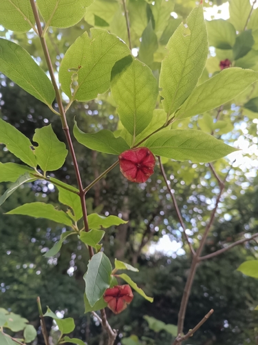Large-leaved Spindle