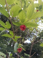 Euonymus latifolius