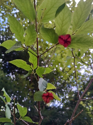 Euonymus latifolius, photograph 2