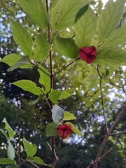 Euonymus latifolius, photograph (c) Vasileia Sef, some rights reserved (CC BY)