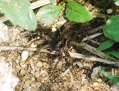 Lycosidae