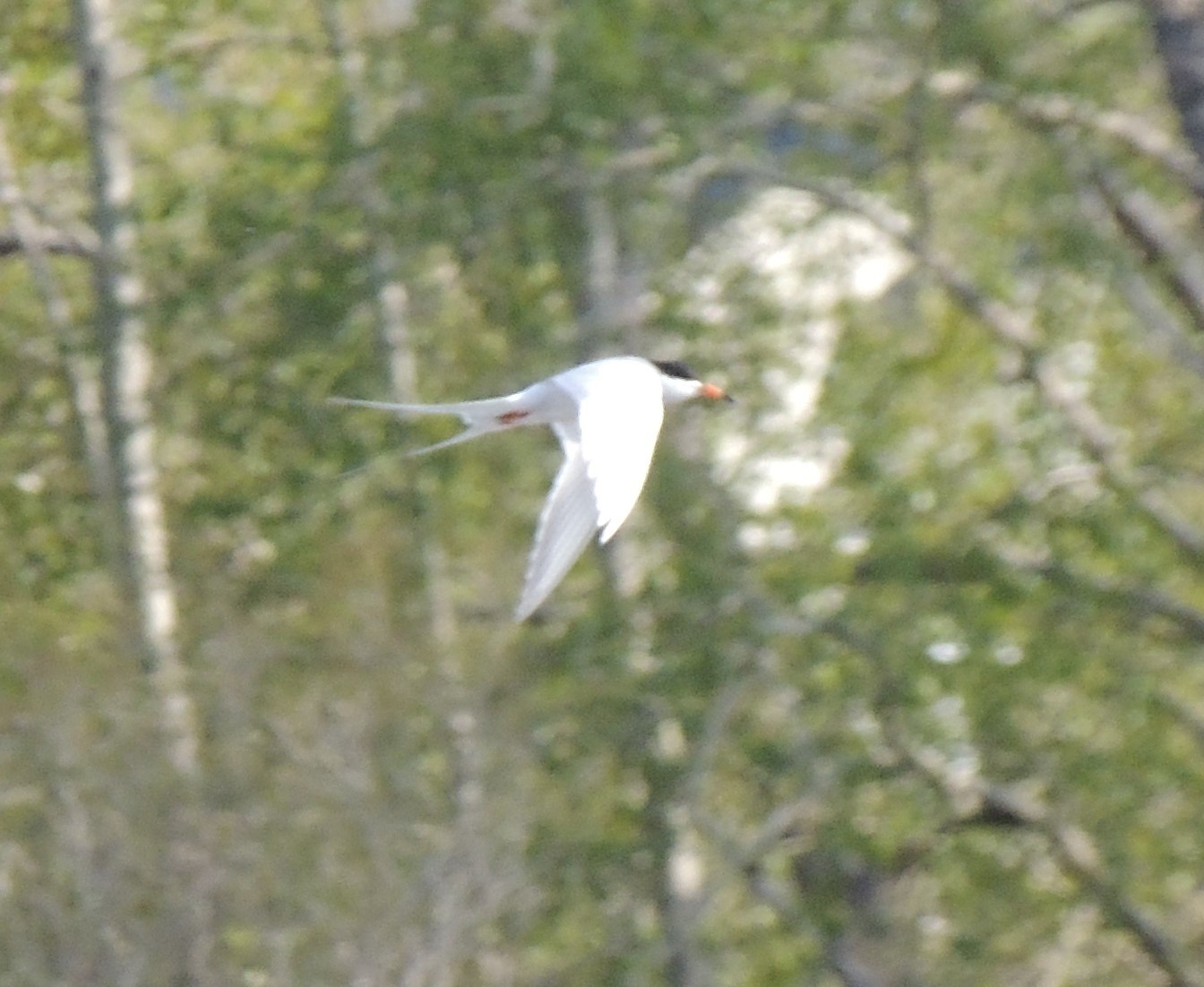 Forster's Tern