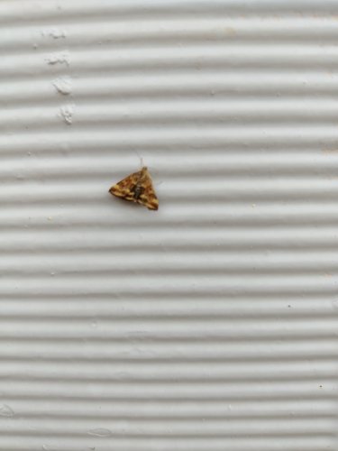 Straw-barred Pearl