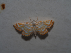 Cymoriza