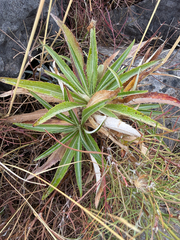 Carlina salicifolia