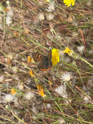 Small Copper