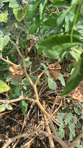Sacred Datura