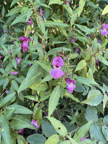 Himalayan balsam