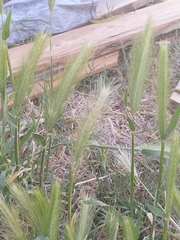 Hordeum murinum