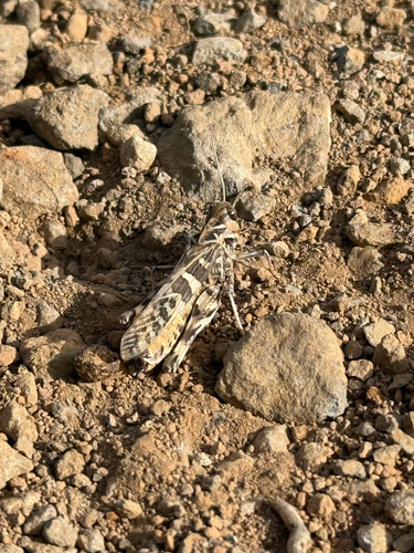 Handsome Cross Grasshopper