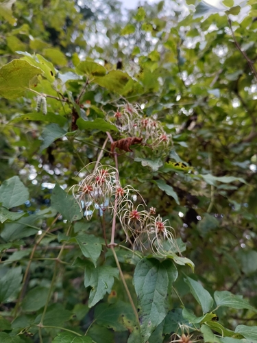 Old man's beard