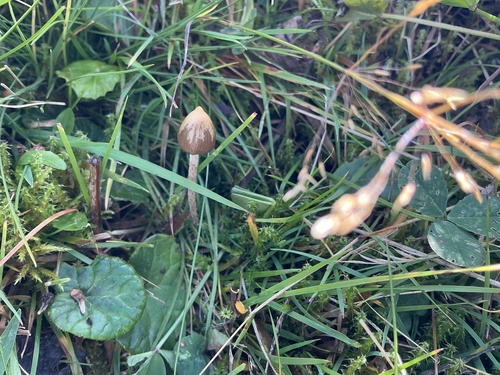 Liberty Cap