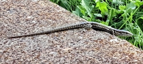 Common Wall Lizard