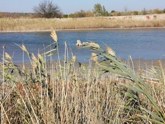 Phragmites australis, photograph (c) tetyanakuchma, some rights reserved (CC BY)