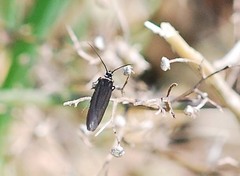 Lepidoptera