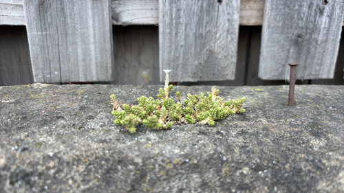 Biting Stonecrop