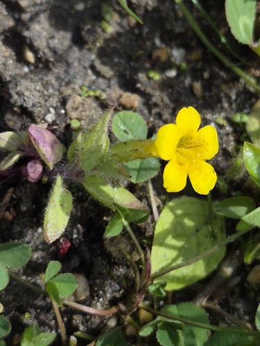 Erythranthe moschata observed 2026-09-22