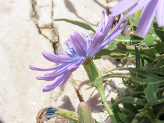 Lactuca perennis, photograph (c) Emanuele Santarelli, some rights reserved (CC BY-SA)