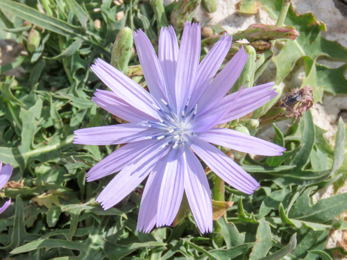 Lactuca perennis
