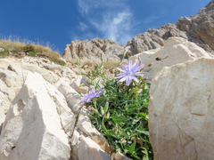Lactuca perennis, photograph (c) Emanuele Santarelli, some rights reserved (CC BY-SA)