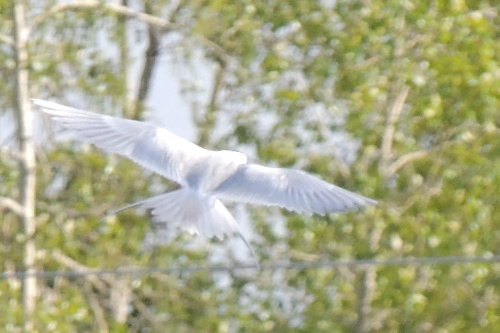 Forster's Tern