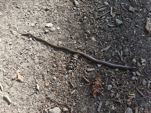 Common Slowworm
