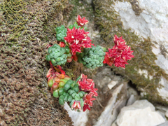 Sedum atratum