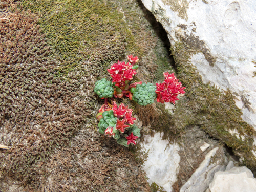Sedum atratum, photograph 1