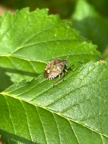 Sloe Bug