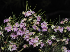 Eremophila sturtii