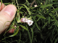 (c) Thomas Mesaglio, some rights reserved (CC BY) Eremophila mitchellii, photograph (c) Thomas Mesaglio, some rights reserved (CC BY)