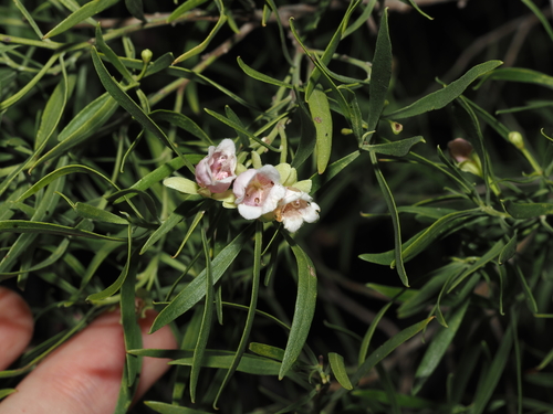 Eremophila mitchellii, photograph 2