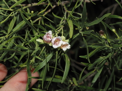 (c) Thomas Mesaglio, some rights reserved (CC BY) Eremophila mitchellii, photograph (c) Thomas Mesaglio, some rights reserved (CC BY)