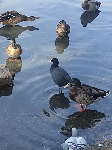 Eurasian Coot