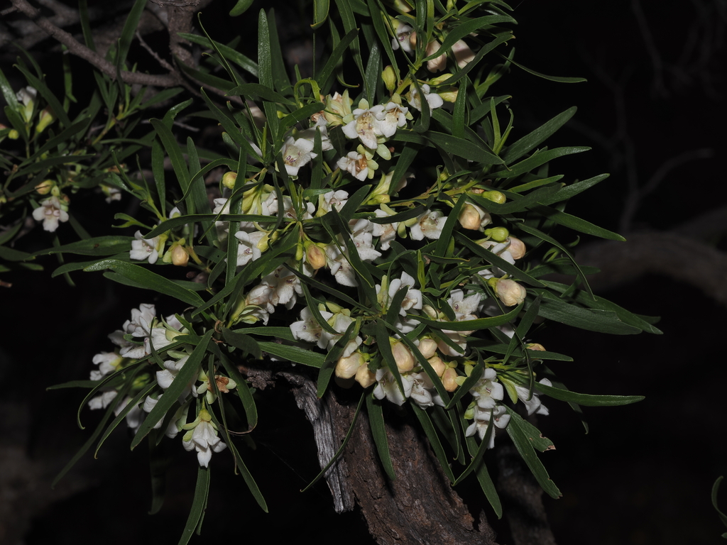 Eremophila mitchellii; photograph (c) Thomas Mesaglio, some rights reserved (CC BY)
