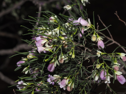 Eremophila sturtii, photograph 1