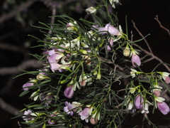 Eremophila sturtii, photograph (c) Thomas Mesaglio, some rights reserved (CC BY)