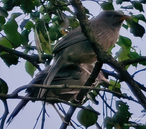 Jungle Babbler