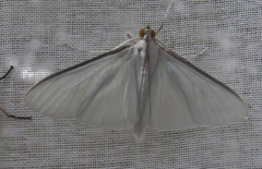 Palpita flegia