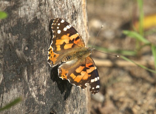 Painted Lady