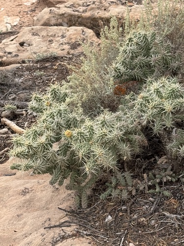 Cylindropuntia whipplei whipplei