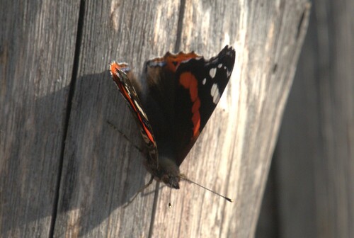 Red Admiral