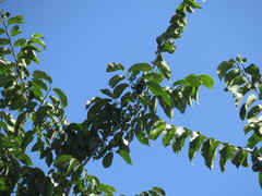 Ulmus × intermedia