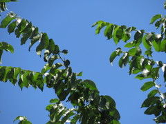 Ulmus × intermedia