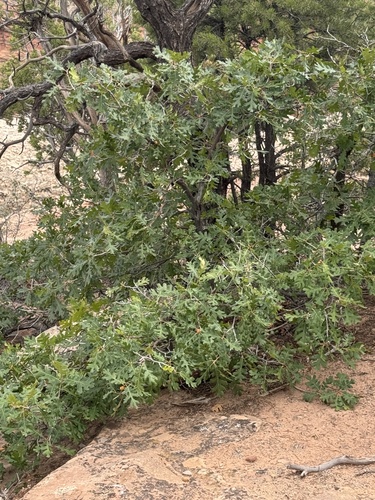 Gambel Oak
