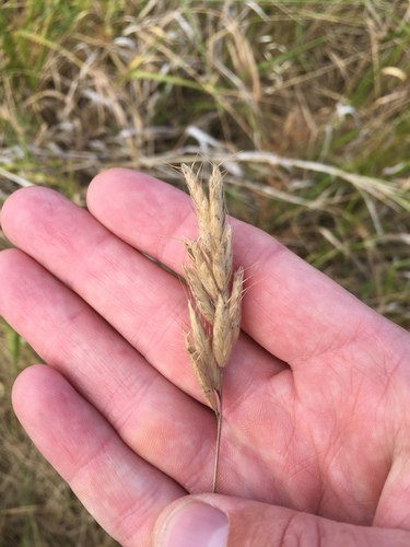 Image of Weedy Brome (Bromus alopecuros) by (c) crothfels, some rights reserved (CC BY)